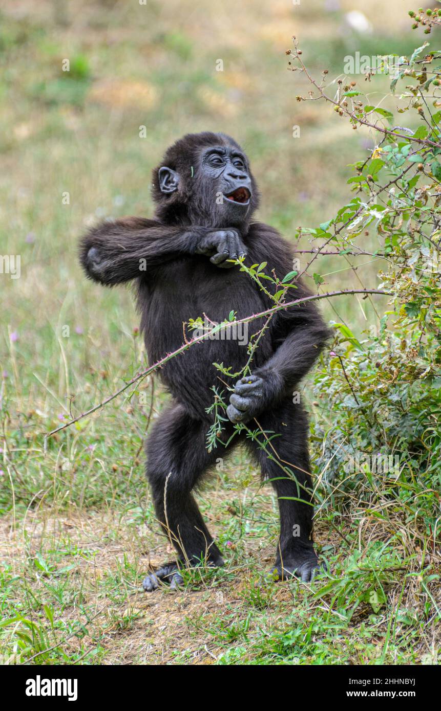 Temps d'alimentation pour les gorilles au parc animalier de la Vallée des singes près de Civray, Vienne en France, près de Poitiers et Futuroscope. Banque D'Images
