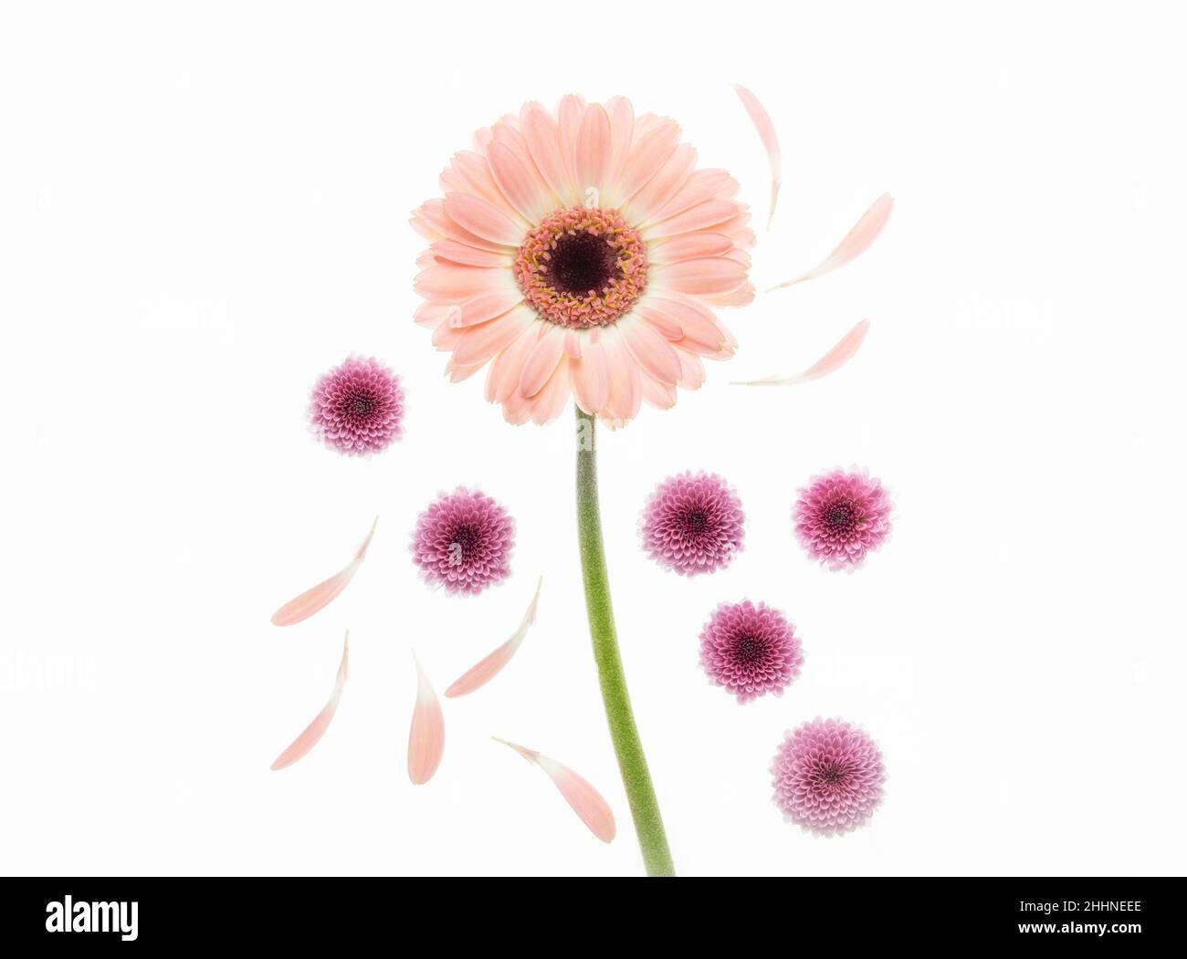 Gerbera rose et mini chrysanthèmes sur fond blanc Banque D'Images