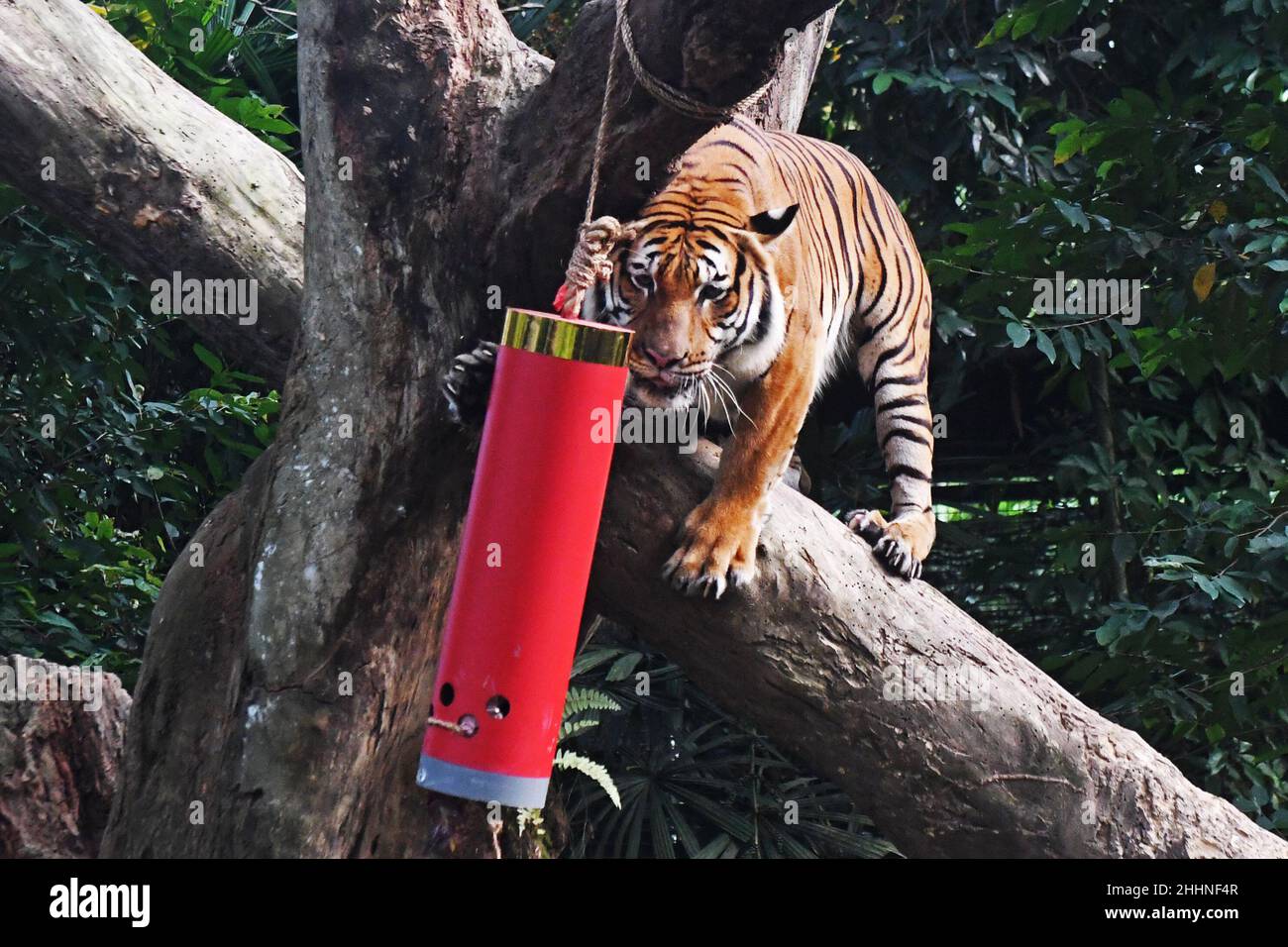 Singapour.25th janvier 2022.Un tigre de Malaisie tente de se rendre à la nourriture à l'intérieur d'un conteneur en forme de pétards, dans le cadre des célébrations du nouvel an lunaire chinois qui ont eu lieu dans le safari nocturne de Singapour le 25 janvier 2022.Crédit: Puis Chih Wey/Xinhua/Alay Live News Banque D'Images