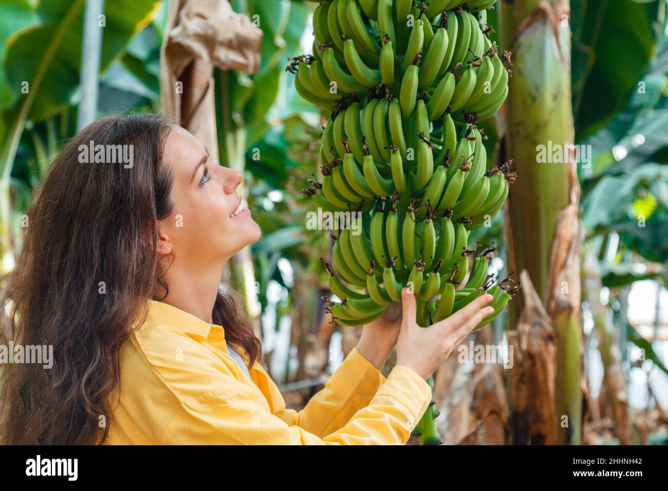 Femme agriculteur agronome contrôle de la culture bande de culture mûre bananes jaunes fruits récolte de jeunes palmiers contre la plantation, jardin tropical Banque D'Images