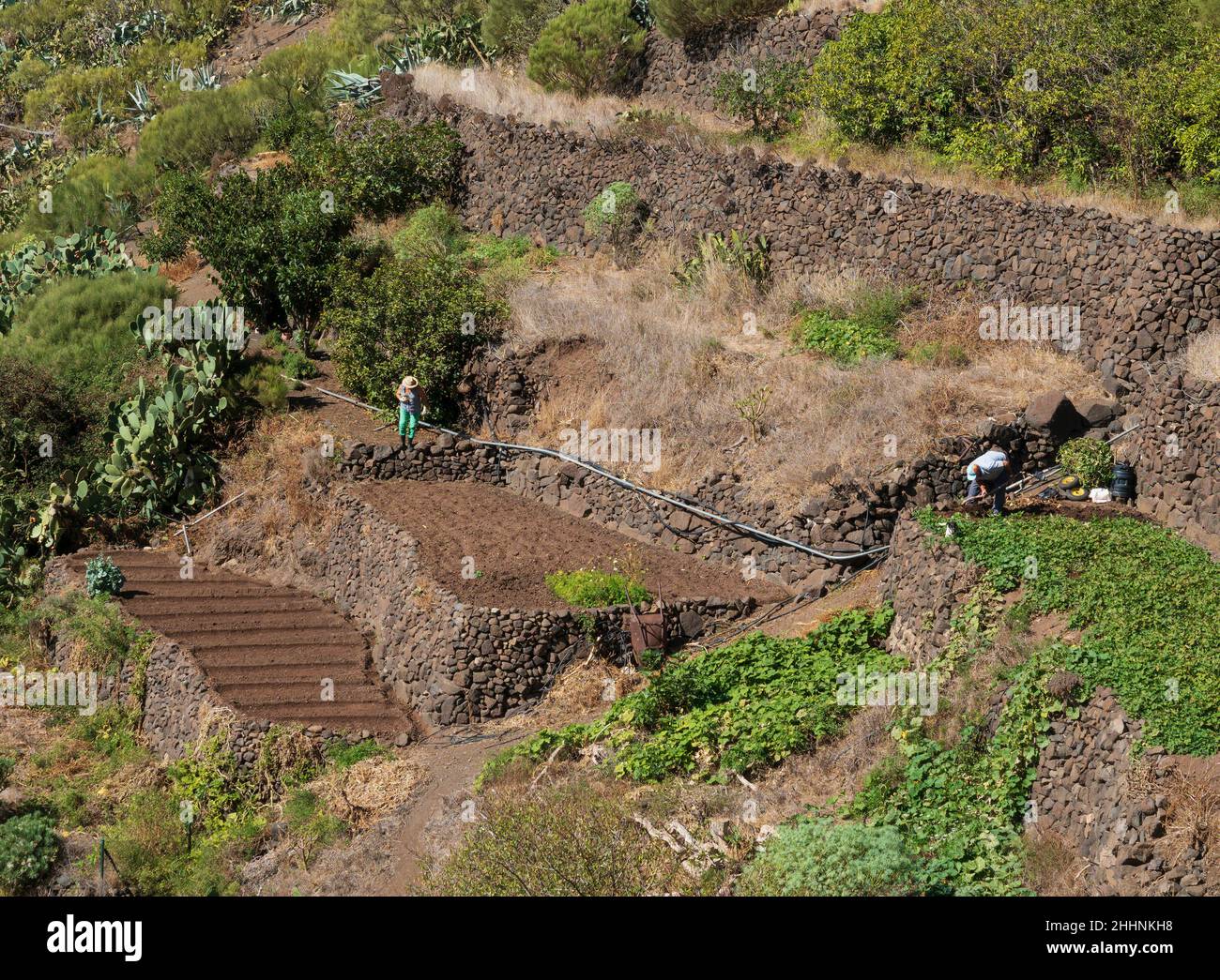 Masca Village, Teno Mountains, Tenerife, Iles Canaries.Une petite finca ou exploitation agricole. Banque D'Images