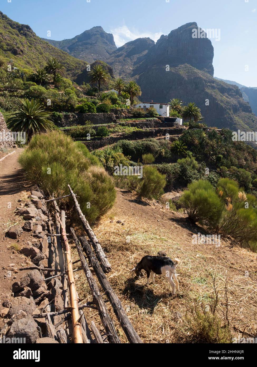 Masca Village, Teno Mountains, Tenerife, Iles Canaries.Une petite finca ou exploitation agricole. Banque D'Images