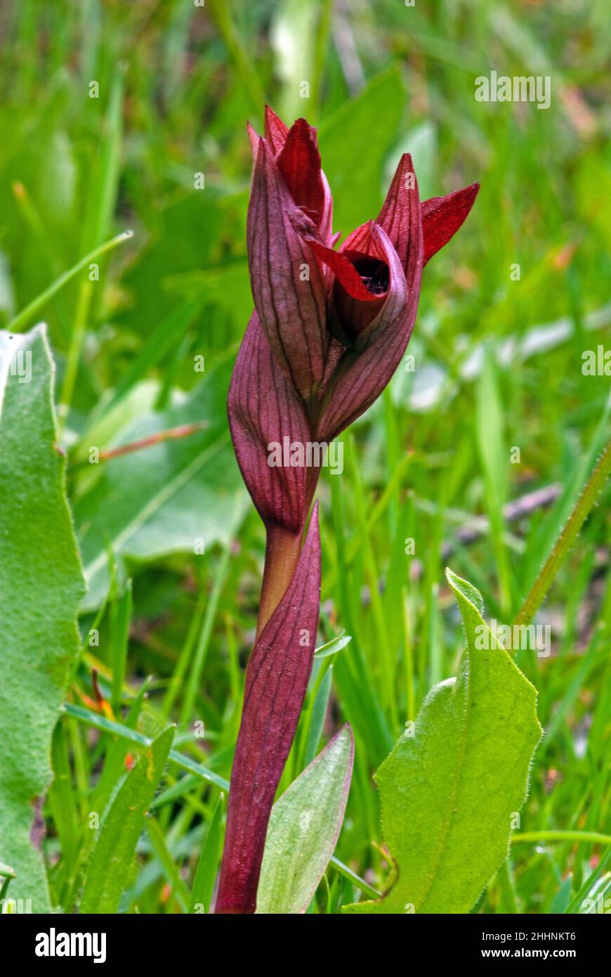 Serapias vomeracea (serapias à longues lèvres) a une distribution méditerranéenne-atlantique croissante dans les prés secs et humides, les pâturages et les srublands. Banque D'Images