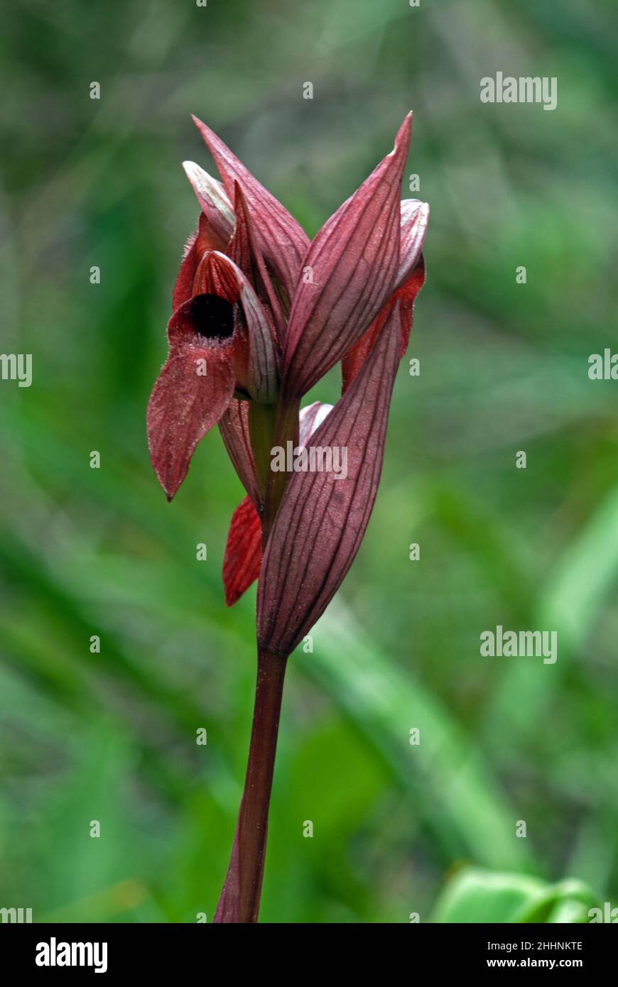 Serapias vomeracea (serapias à longues lèvres) a une distribution méditerranéenne-atlantique croissante dans les prés secs et humides, les pâturages et les srublands. Banque D'Images
