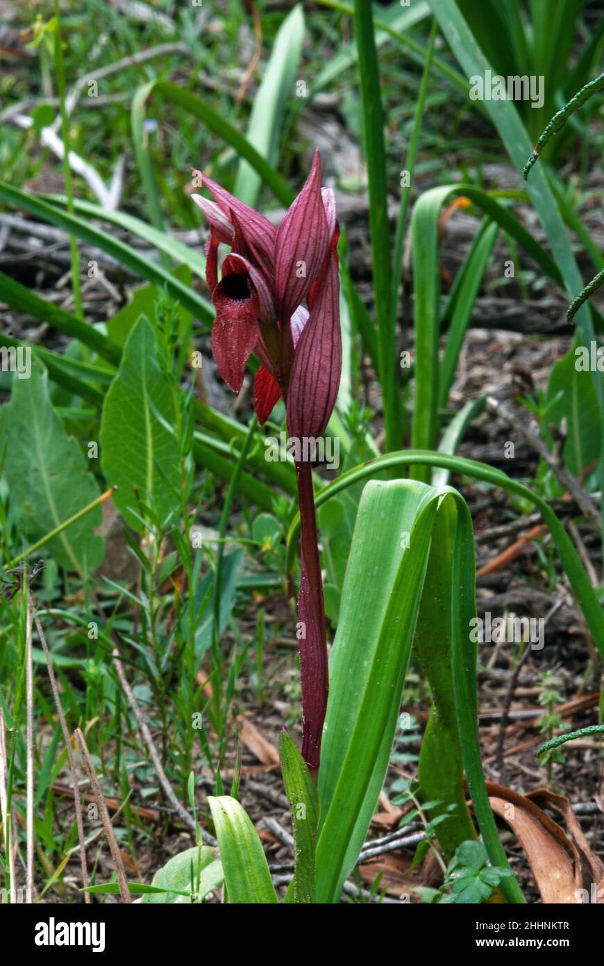 Serapias vomeracea (serapias à longues lèvres) a une distribution méditerranéenne-atlantique croissante dans les prés secs et humides, les pâturages et les srublands. Banque D'Images