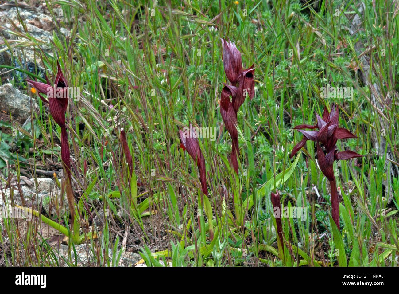 Serapias vomeracea (serapias à longues lèvres) a une distribution méditerranéenne-atlantique croissante dans les prés secs et humides, les pâturages et les srublands. Banque D'Images