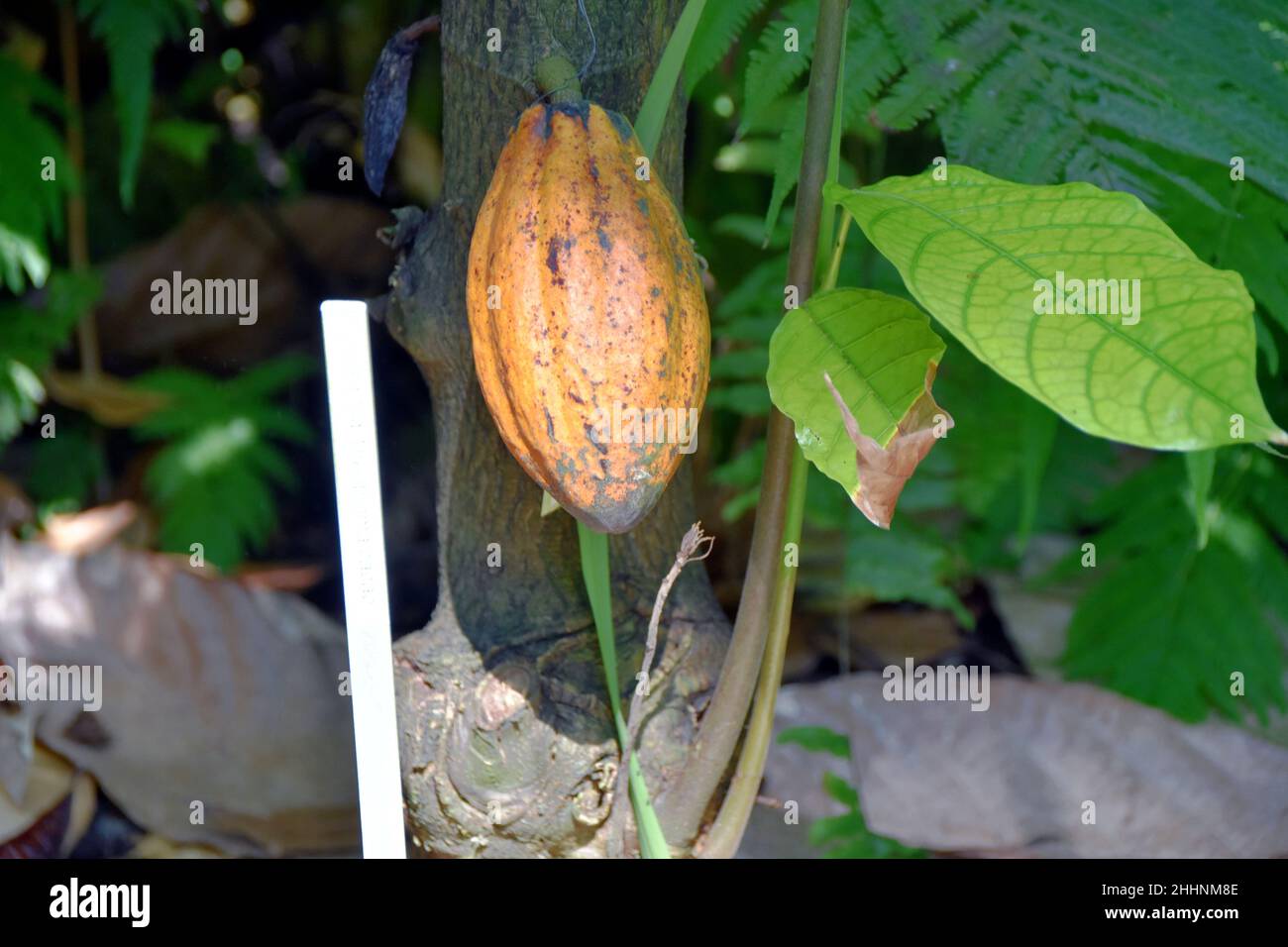 Cacao de variété Forastero. Le fruit contient des haricots. Banque D'Images