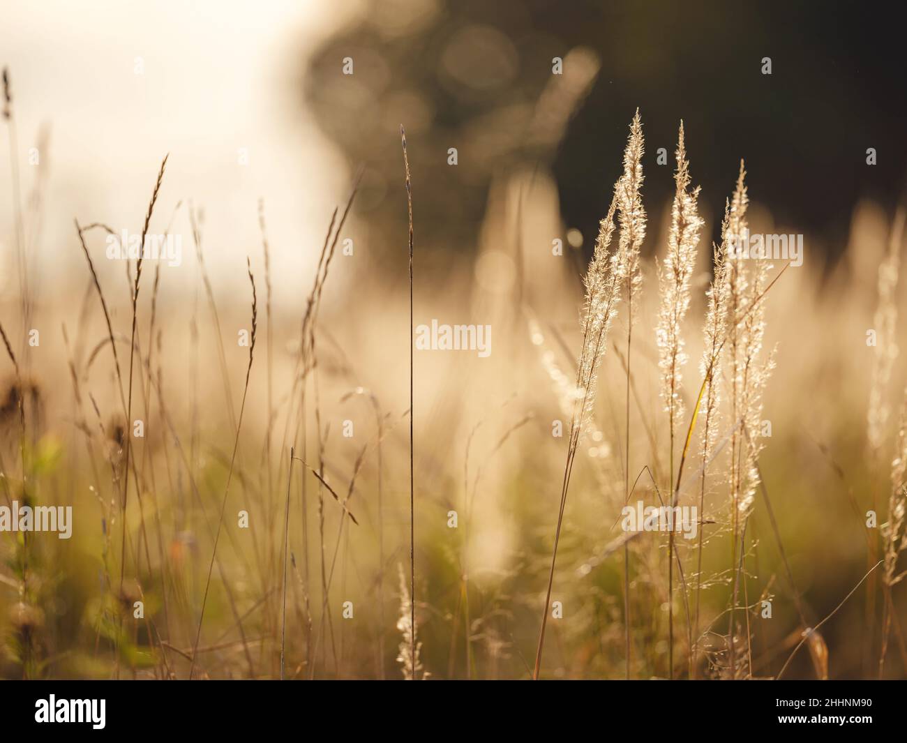 Gros plan sur la forêt d'été. Forêt traditionnelle du centre de la Russie, coucher de soleil d'été. Banque D'Images