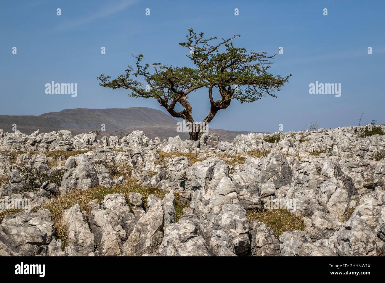 Dans le lapiez Yorkshire Dales UK Banque D'Images