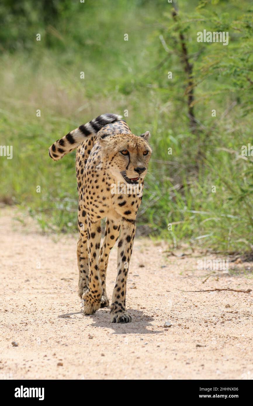 Cheetah dans le parc national Kruger Banque D'Images