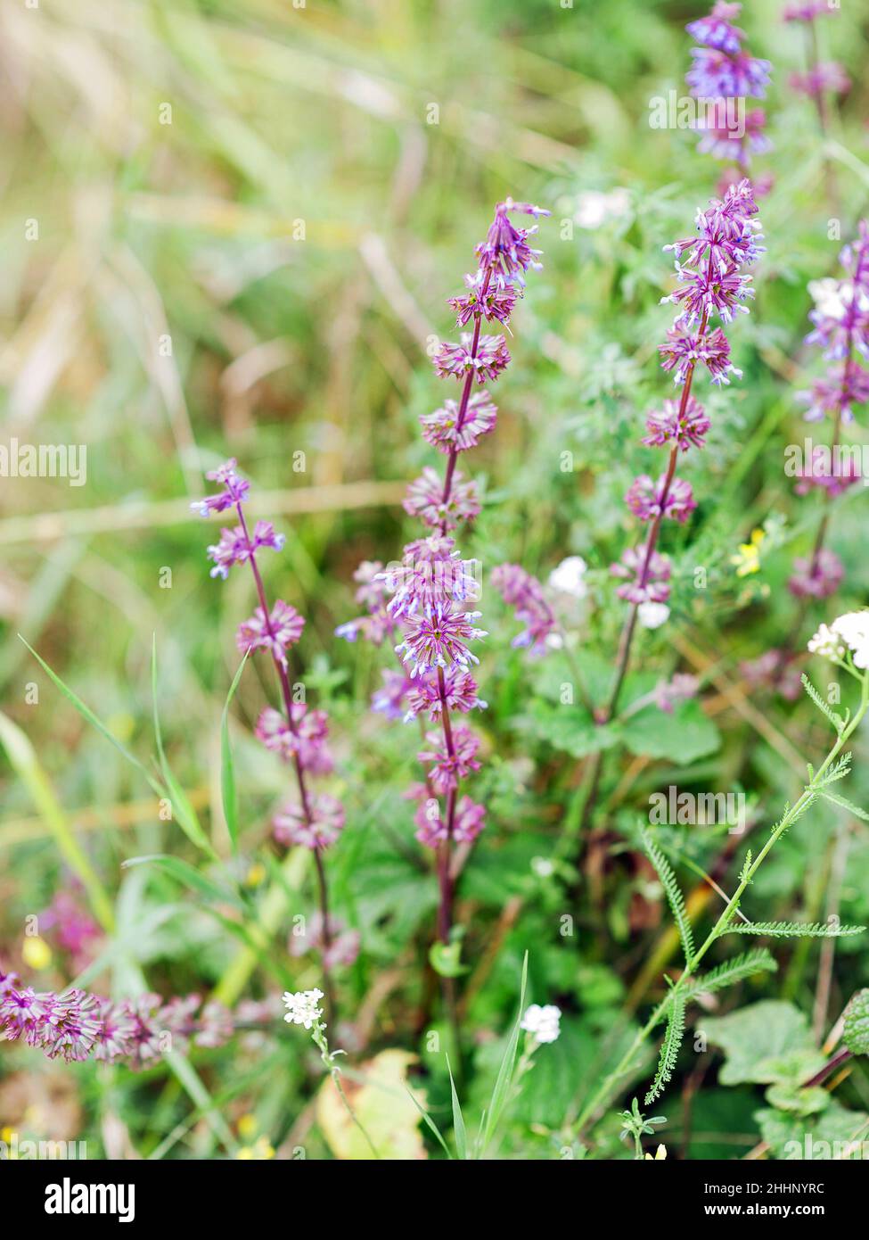 Fleurs sauvages violettes qui poussent sur la pelouse.Macro, vue  rapprochée.Nature fraîche en été Photo Stock - Alamy
