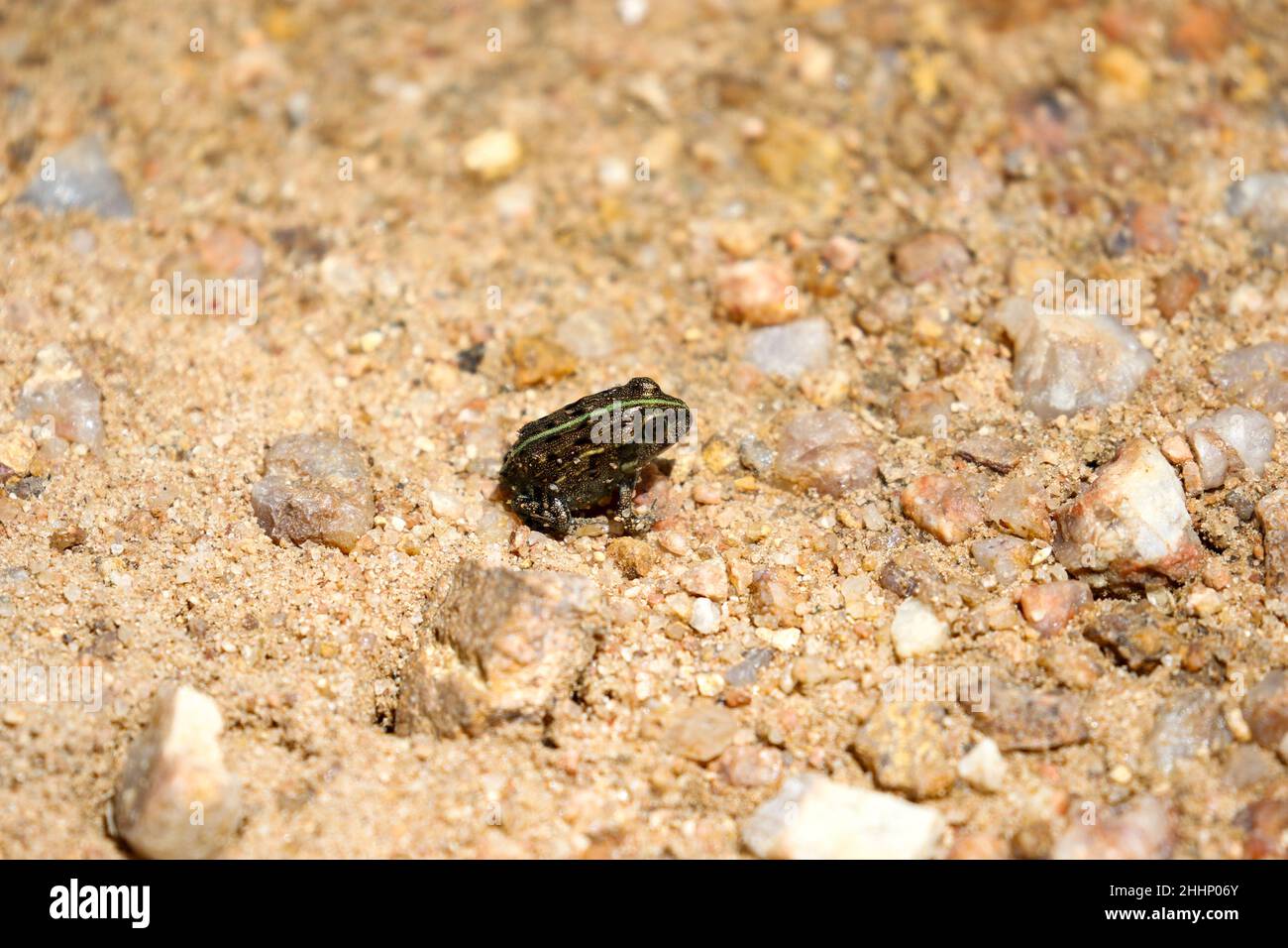 Petite grenouille africaine dans le parc national Kruger Banque D'Images