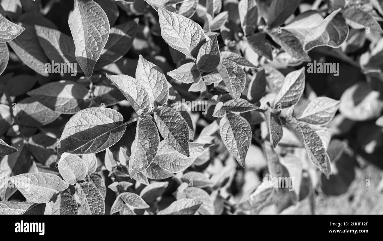Prise de vue en noir et blanc, gros plan d'une récolte de pommes de terre.Champ de plants de pommes de terre frais et biologiques. Banque D'Images