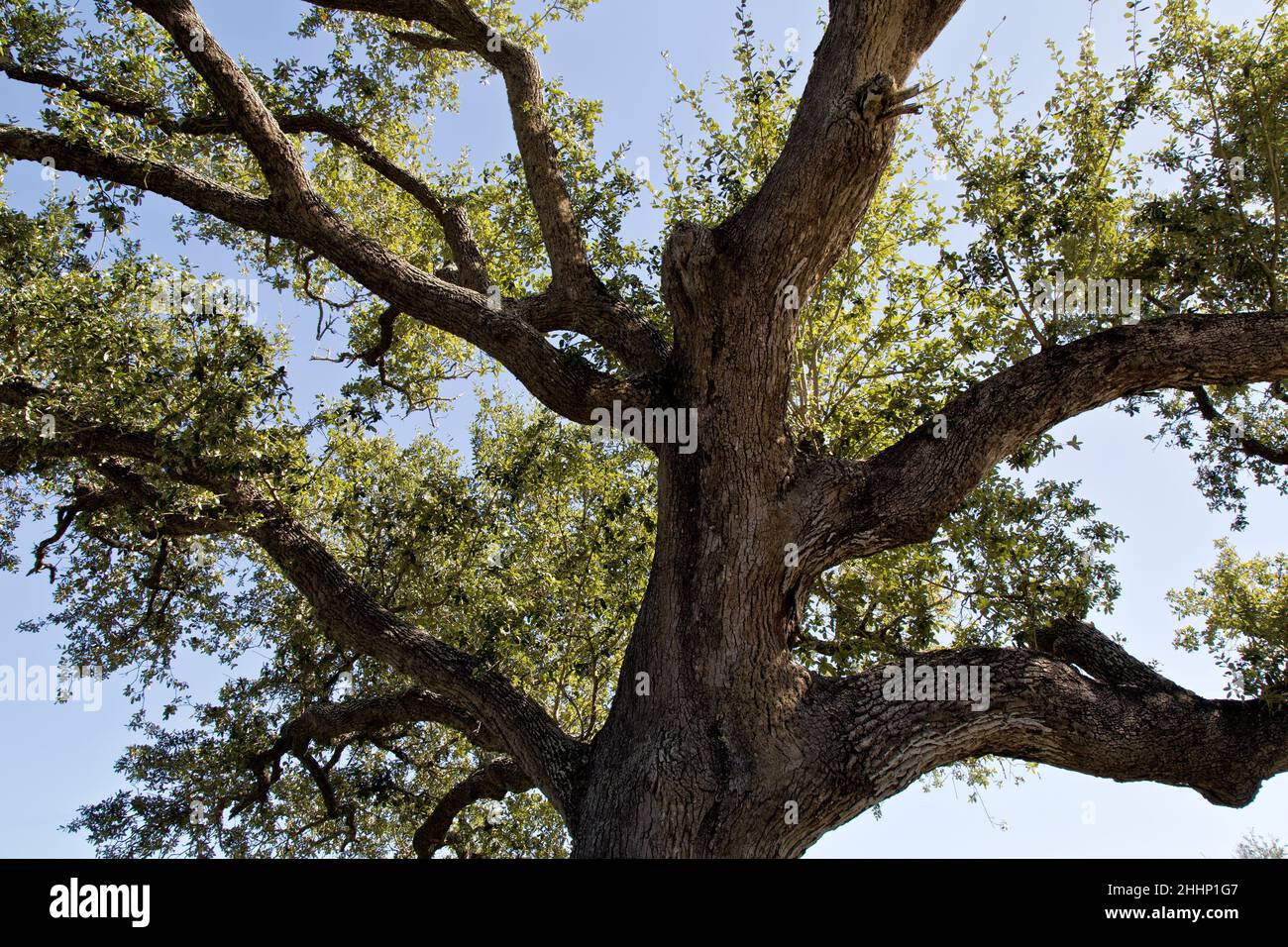 Coastal Live Oak 'Quercus virginiana' en regardant vers le haut, Rockport, Texas. Banque D'Images