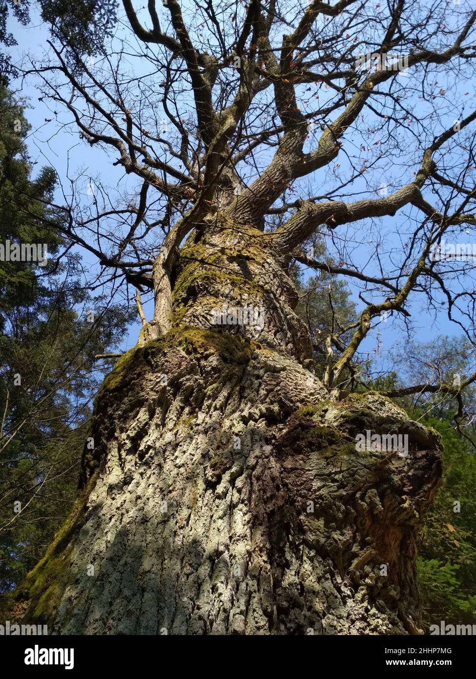 vue de dessous d'un vieux arbre puissant avec des branches tordues contre un ciel bleu. plan vertical d'un vieux arbre avec écorce fissurée et mousse Banque D'Images