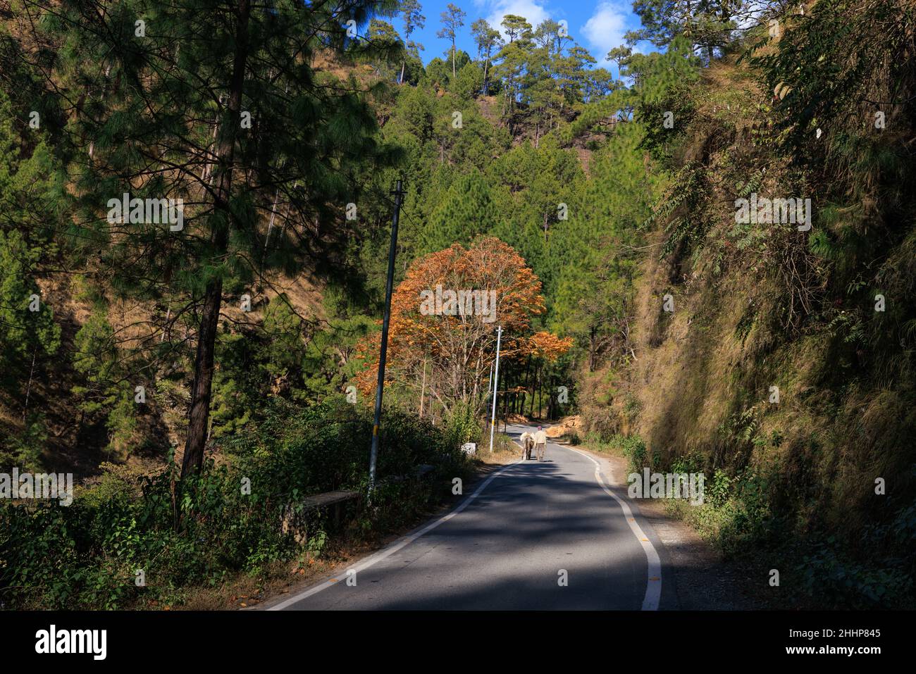 La route sinueuse de l'Himalaya et un arbre de Chestnut dans ses couleurs d'automne Banque D'Images