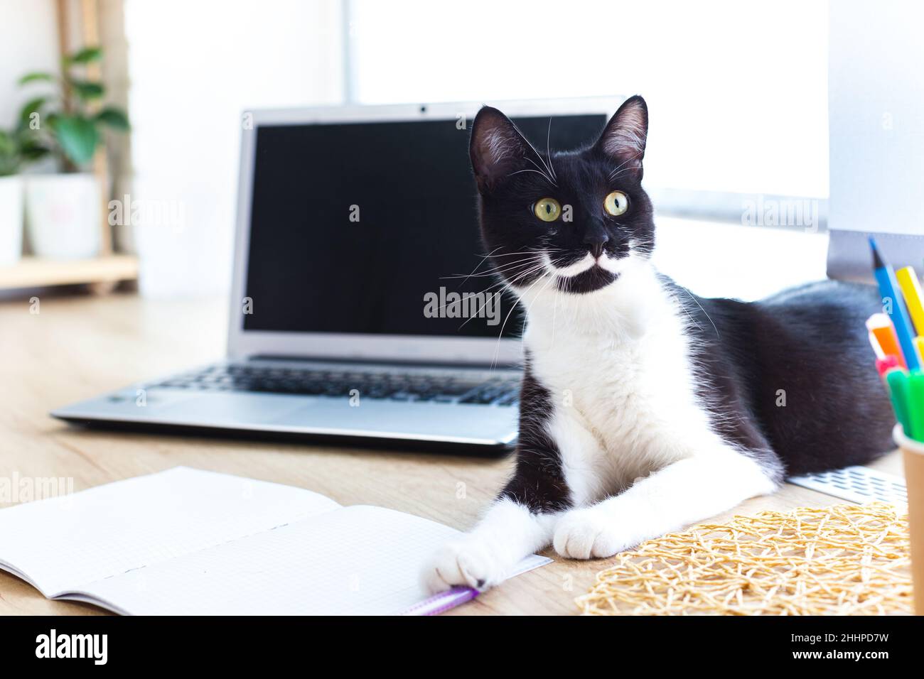 Chat noir espiègle avec moustache et pattes blanches se trouve sur le bureau par fenêtre à côté de l'ordinateur portable et des ustensiles d'écriture.Cat va écrire quelque chose dans Banque D'Images