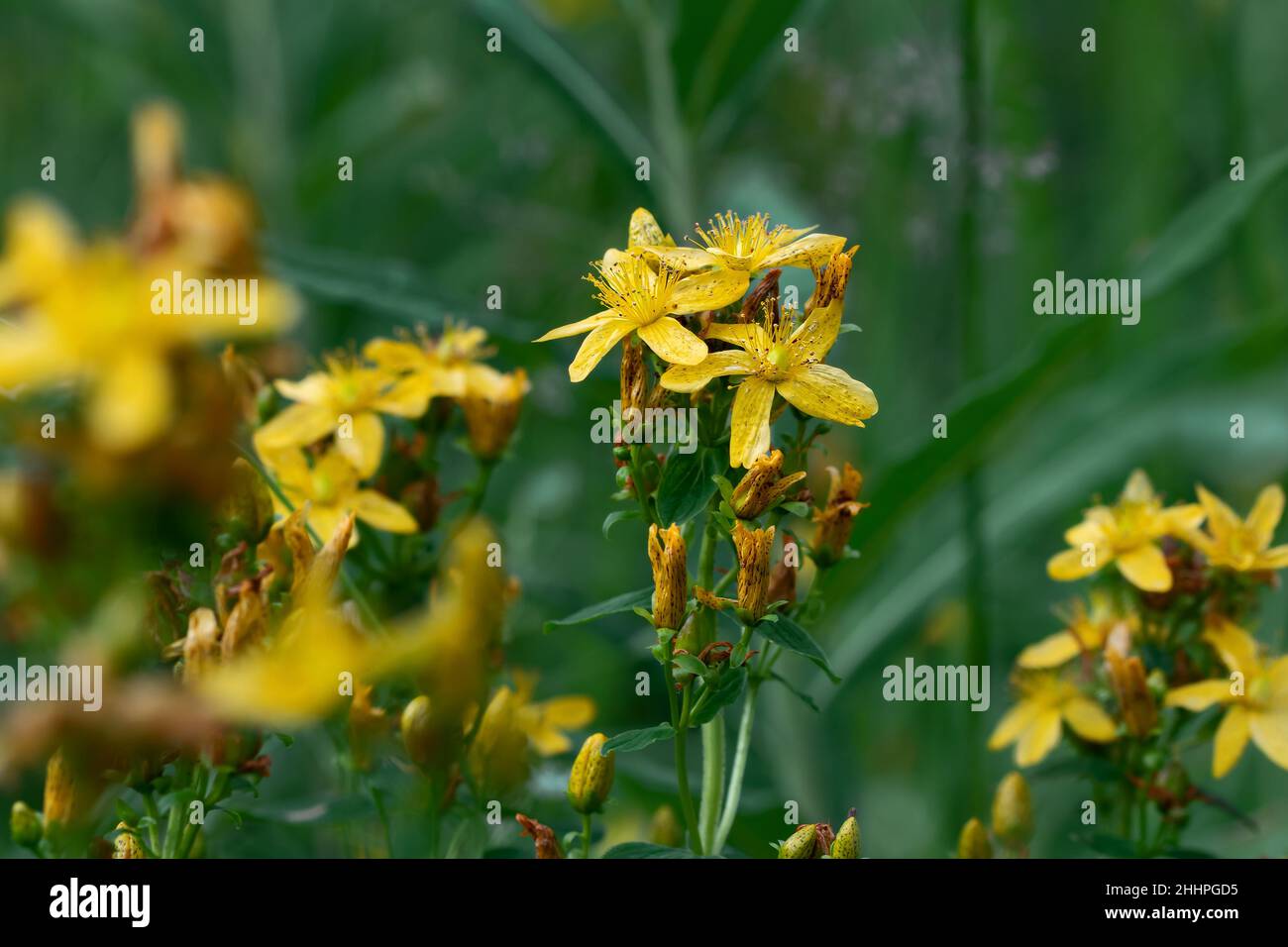 Fleurs jaunes millepertuis sur un pré d'été, concentration sélective Banque D'Images