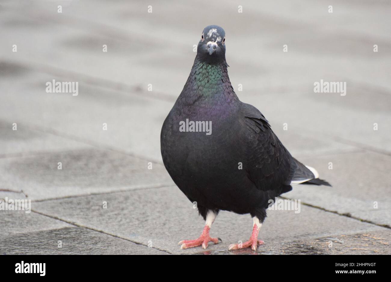 Pigeon de rue féeral debout sur un trottoir.Oiseau entier.Contact visuel, en regardant la tête de la caméra Banque D'Images