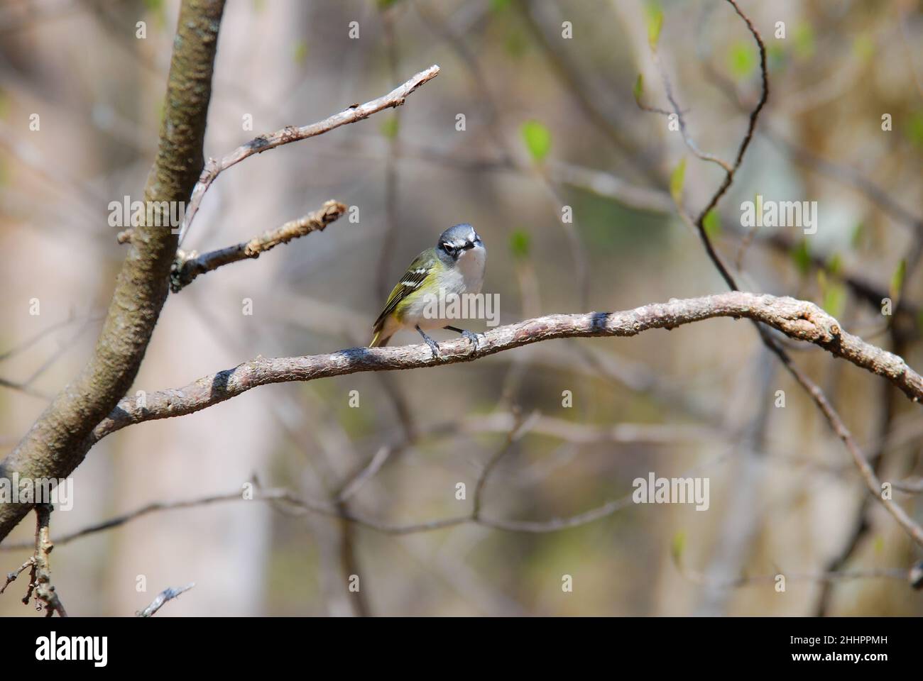 Vireo à tête bleue non reproductrice perçant sur une branche d'arbre Banque D'Images