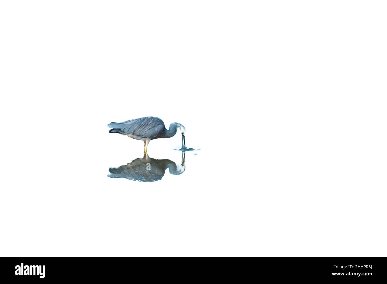 Réflexion de la faune, héron à la recherche de nourriture dans l'image miroir tandis que bec dans l'eau. Banque D'Images