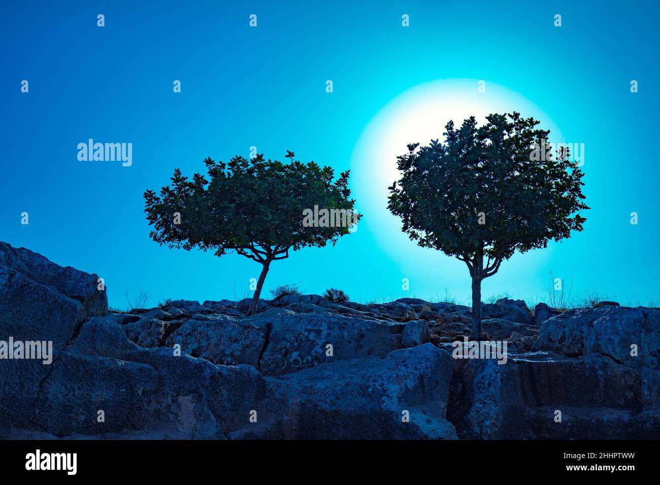 Silhouette de deux oliviers sur un rocher la nuit Banque D'Images