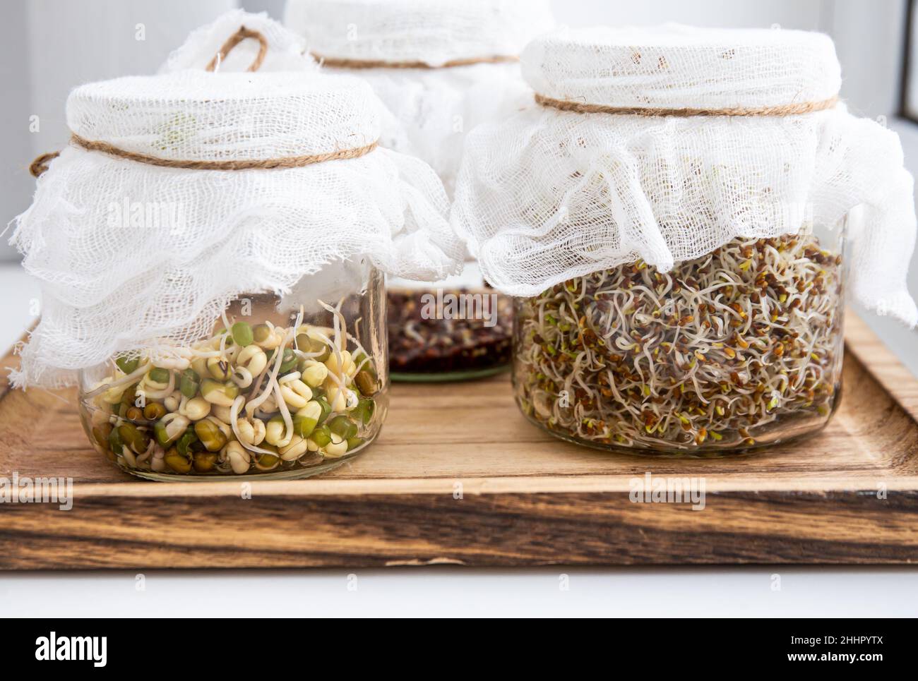 Divers germes de graines poussant dans des pots en verre, en-cas alimentaire riche en vitamines.Luzerne ou luzerne, pousses de haricots mung, graines de brocoli en pots. Banque D'Images