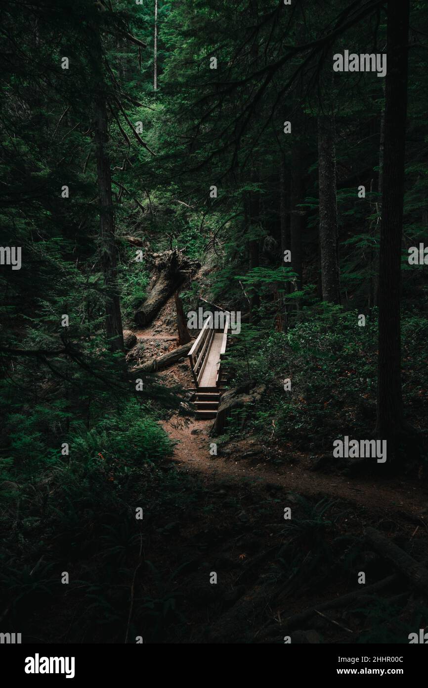 Un pont dans les bois Banque D'Images