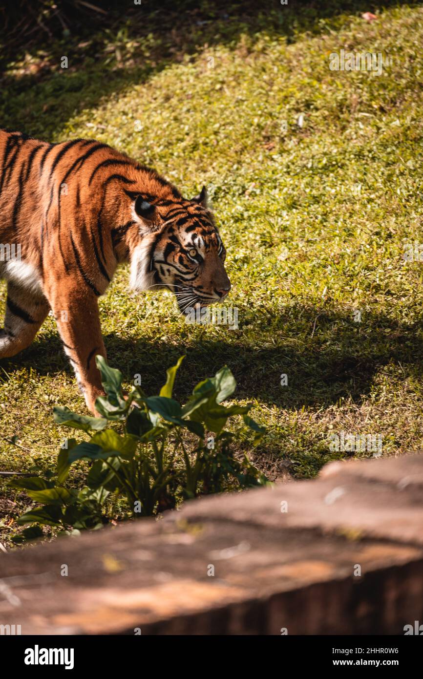 Tigre en Asie Banque D'Images