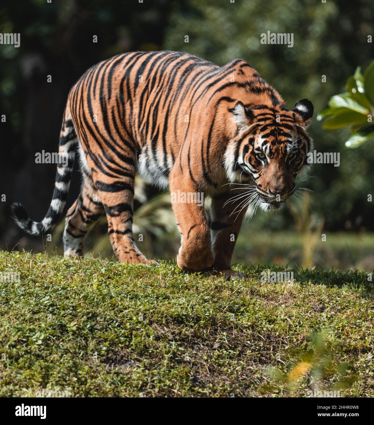 Tigre en Asie Banque D'Images