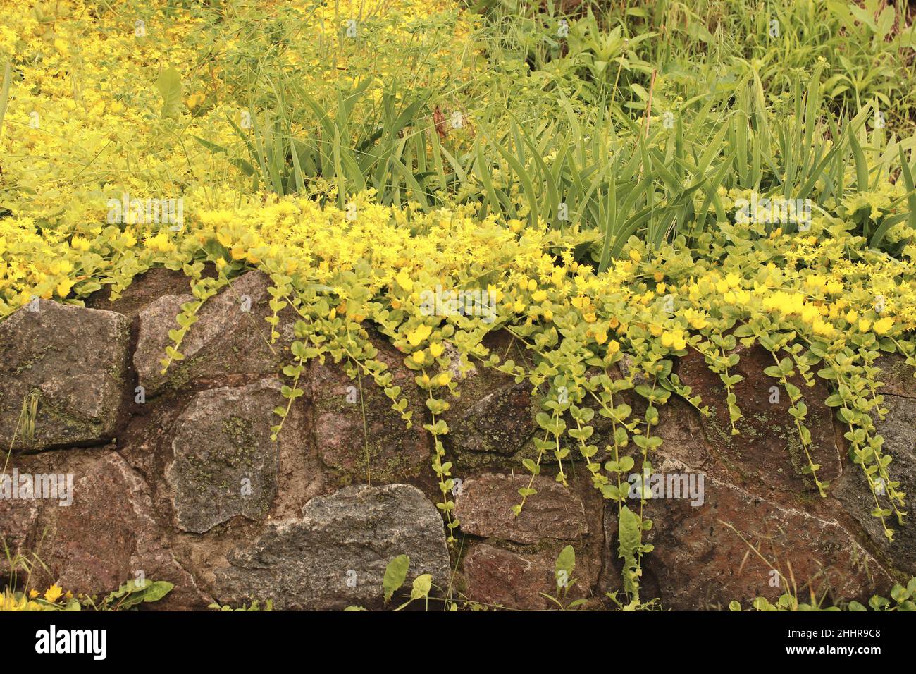 Stonecrop de Goldmoss sur le lit à fleurs. Également connu sous le nom de l'acre de sédum, la stonecrop mossy, le sedum de la mousse d'or, la stonecrop de morsure et le poivre du mur. Banque D'Images