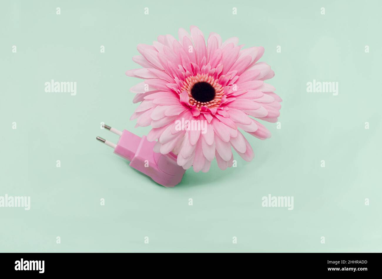 Une magnifique gerbera rose a branché une prise rose sur fond vert pastel.Concept créatif surréaliste pour la naissance de la bannière de printemps ou du wallap Banque D'Images