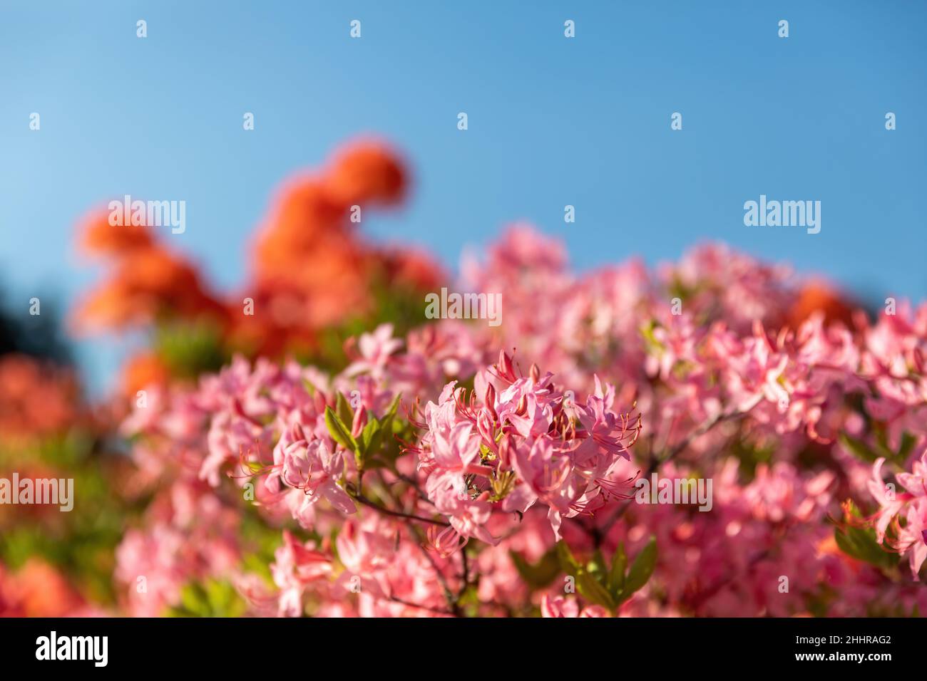 Rhododendrons roses.Fond floral avec rhododendrons.Bush de fleurs délicates d'azalée ou de rhododendron plante dans un jour ensoleillé de printemps. Banque D'Images