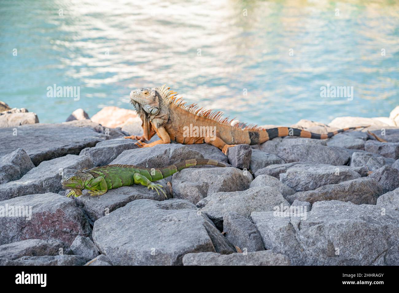 Iguanes noirs à queue épineuse se bronzant sur des rochers à Puerto Vallarta, au Mexique Banque D'Images
