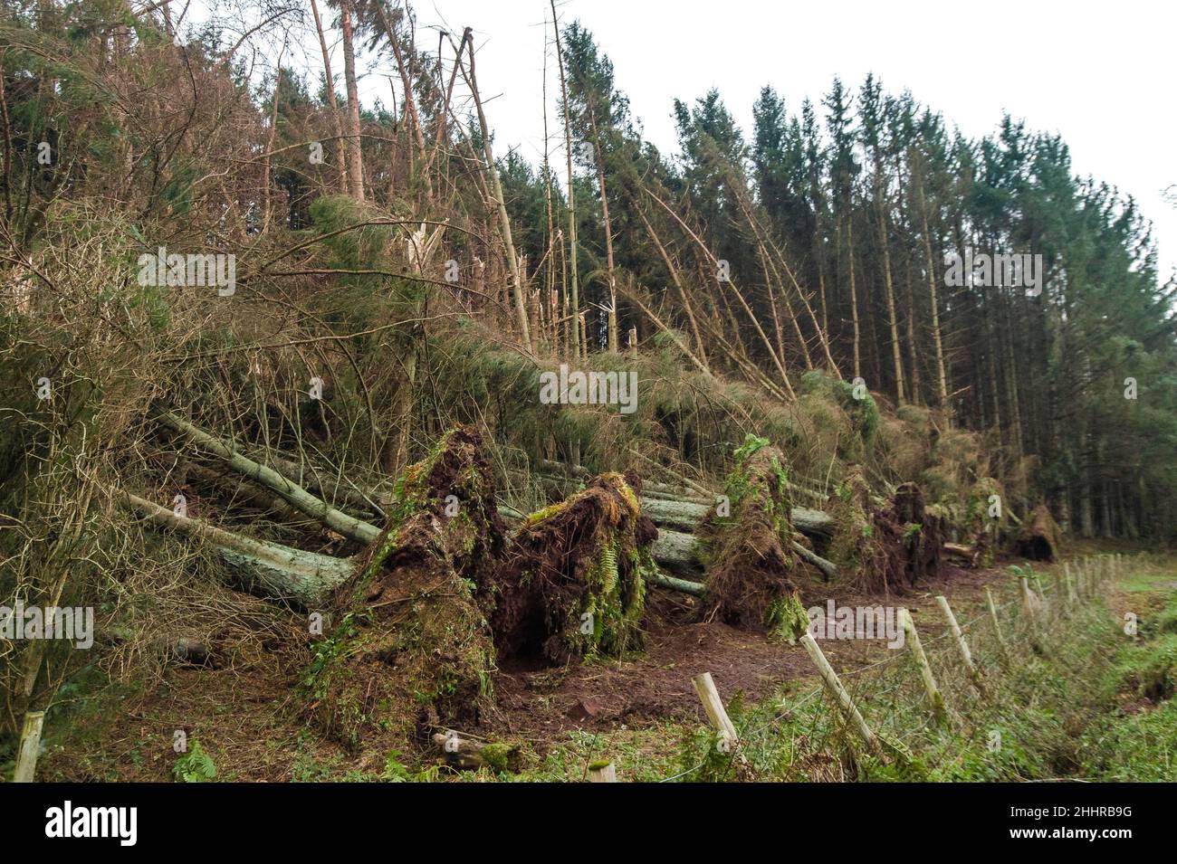 Les arbres tombés près de Gifford, alors que la côte est de l'Écosse est sous un avertissement rouge pour les vents forts de la tempête nommée Arwen.Crédit: Euan Cherry Banque D'Images