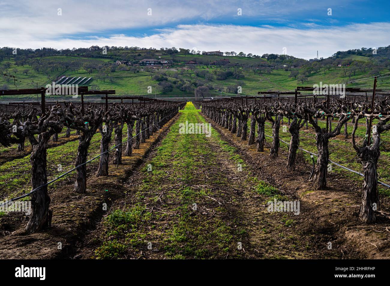 Vignoble dans la vallée de Suisun, Californie Banque D'Images