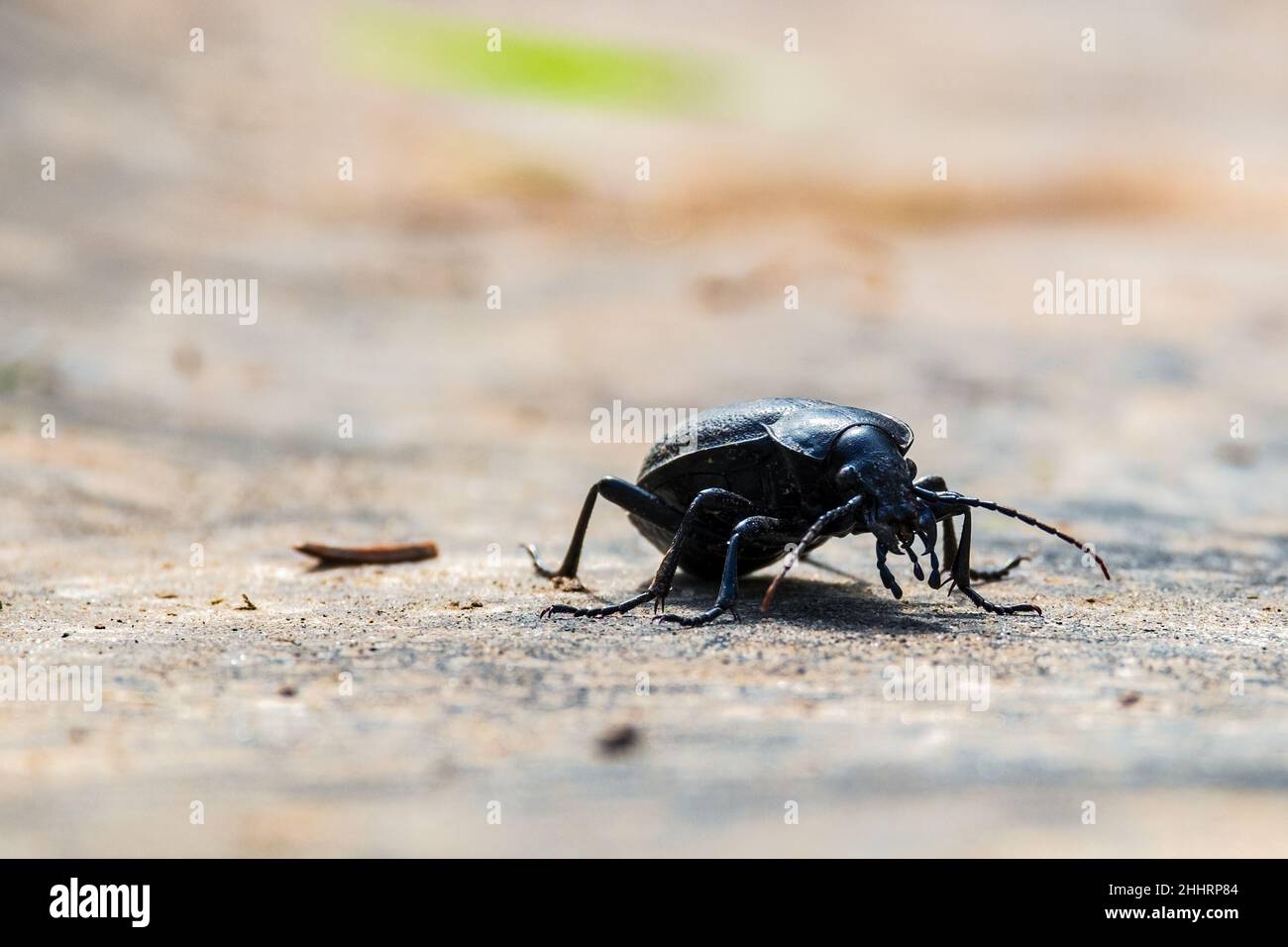 Carabus coriaceus est une espèce de coléoptère répandue en Europe, où elle se trouve principalement dans les forêts de feuillus et les forêts mixtes.Vue avant Banque D'Images