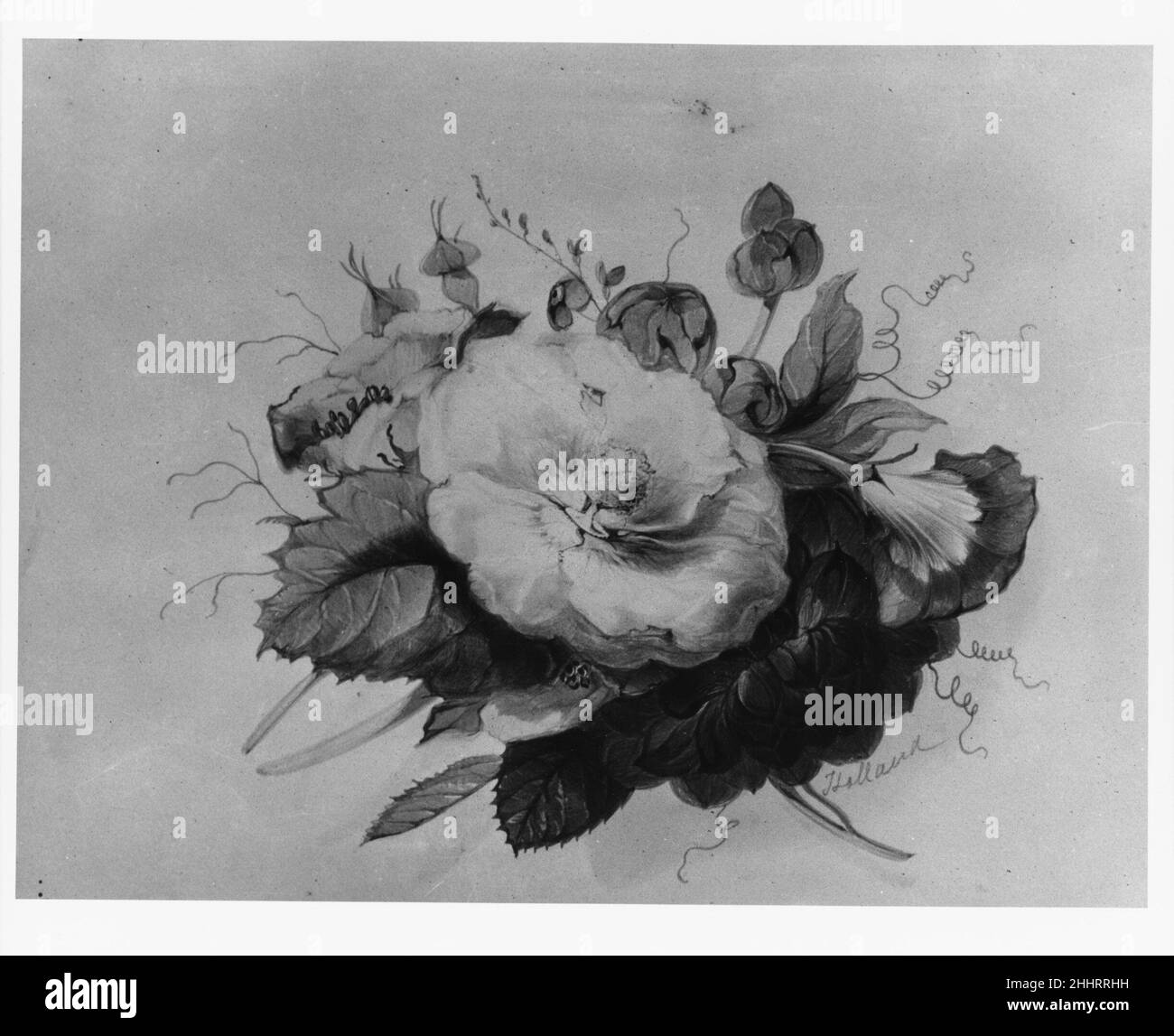 Fleurs (tiré du livre de presse McGuire) 1800–1870 James Holland British.Fleurs (extrait du livre de presse McGuire).James Holland (britannique, Burslem, Staffordshire 1800–1870 Londres).Américain.1800–1870.Aquarelle sur papier vélin blanc cassé Banque D'Images