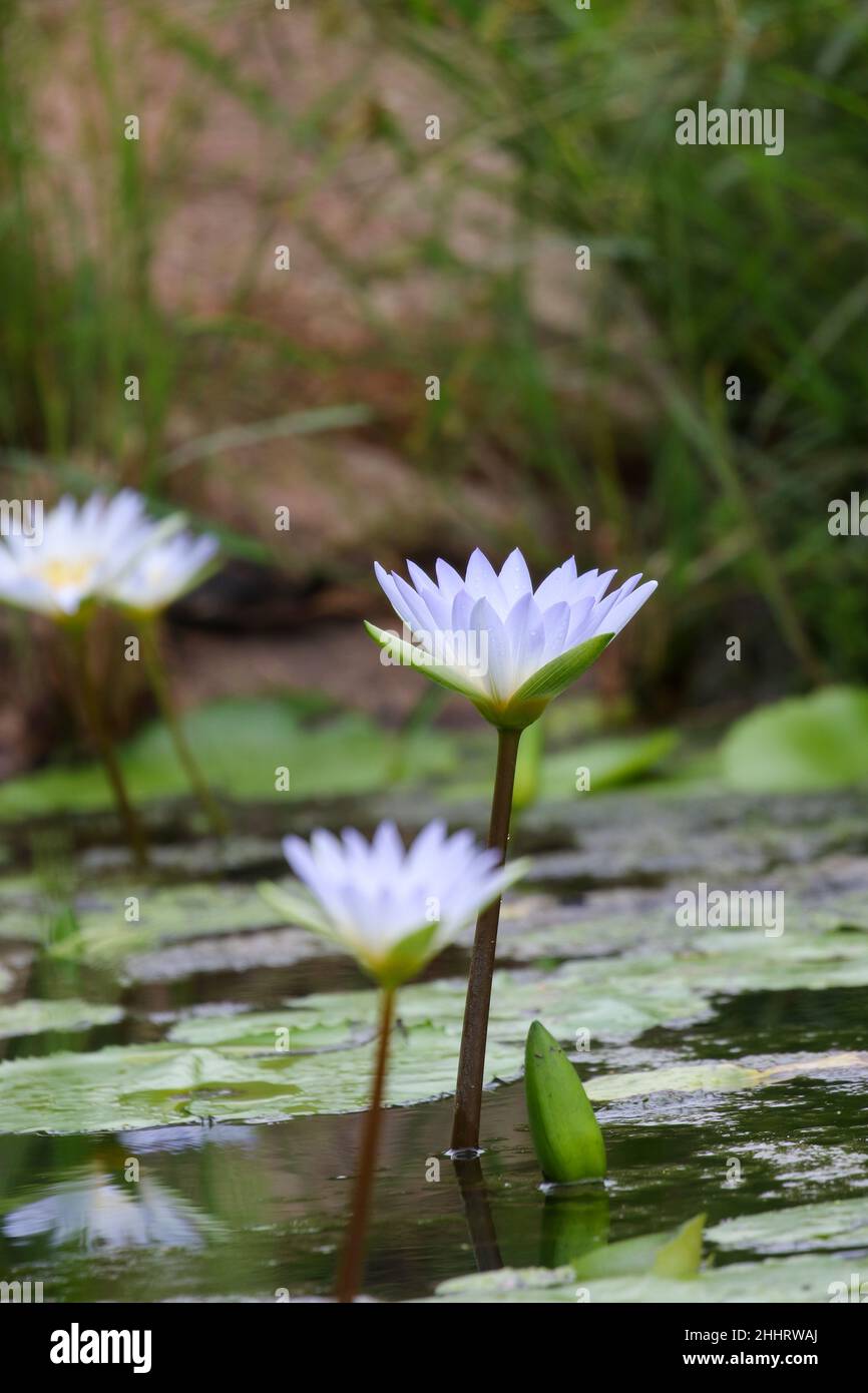 Blue Waterlily dans le parc national Kruger Banque D'Images