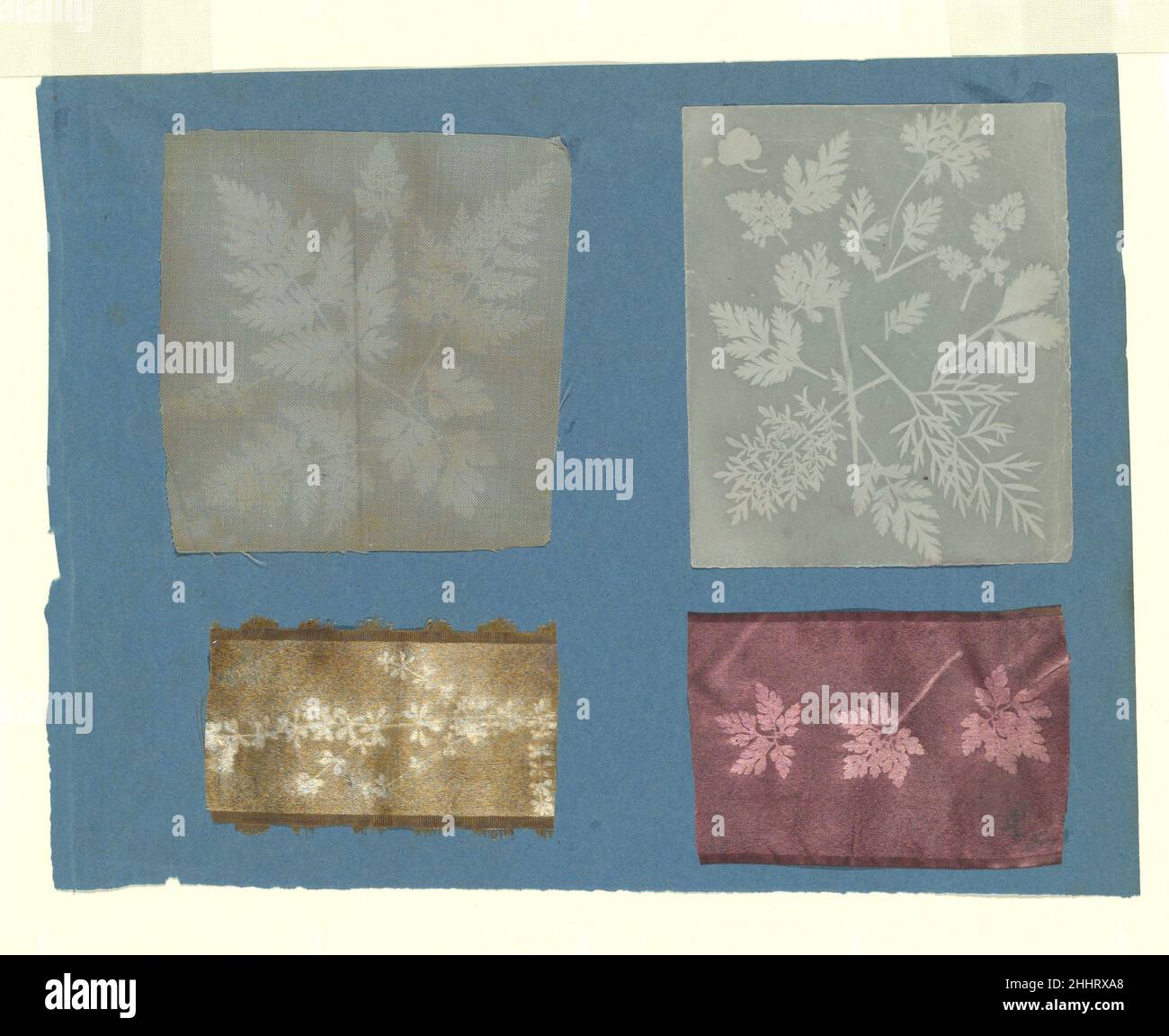 [Spécimens botaniques] env.1841 attribué à Robert Hunt British vers 1841, en même temps il a écrit le premier compte-rendu historique du milieu de la photographie vieux de deux ans et de sa préhistoire beaucoup plus longue, Hunt a expérimenté des utilisations pratiques pour la photographie et a appliqué une certaine variante de la chimie de Talbot au papier, au lin,et la soie, peut-être à la recherche d'un nouveau moyen de décoration textile.Les résultats ressemblent à des snippets de couleur café ou vin finement dessinés dans un motif floral par les artisans les plus qualifiés.[Spécimens botaniques] 282010 Banque D'Images