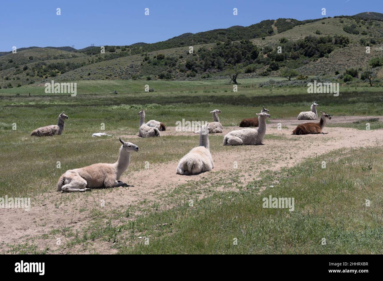 Image de lamas, lama glama, prise près de Palmdale en Californie du Sud. Banque D'Images
