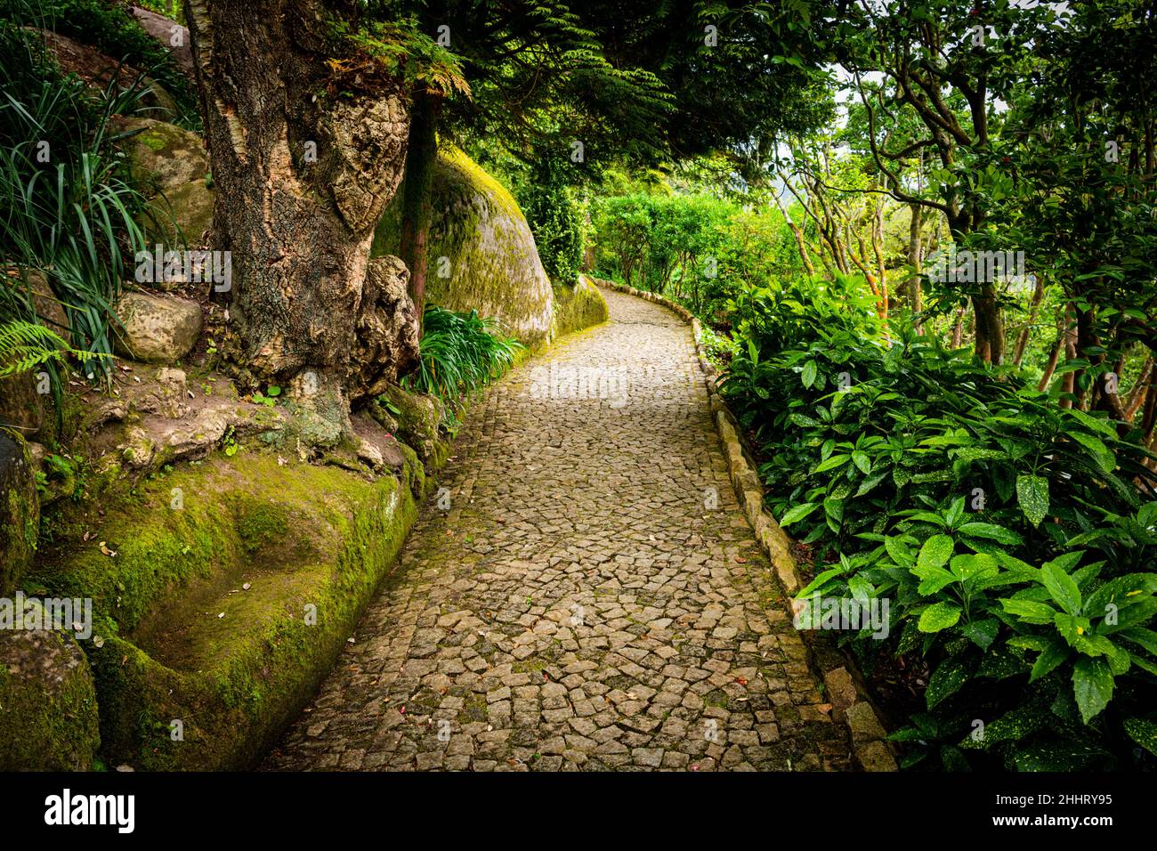 Chemin de pierres pavées à travers un jardin naturel luxuriant sur le sentier de Santa Maria à Sintra, Portugal Banque D'Images
