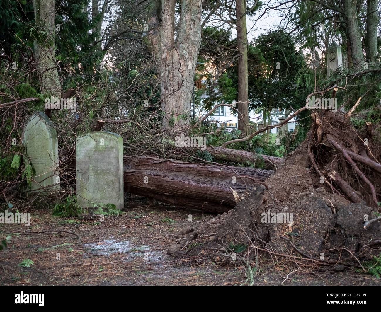 Cyprès déraciné par Storm Arwen dans un cimetière, décembre 28th 2021 Banque D'Images