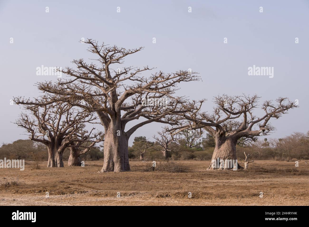 Forêt de baobab dans la région de Palmarin, sur la côte du Sénégal Banque D'Images