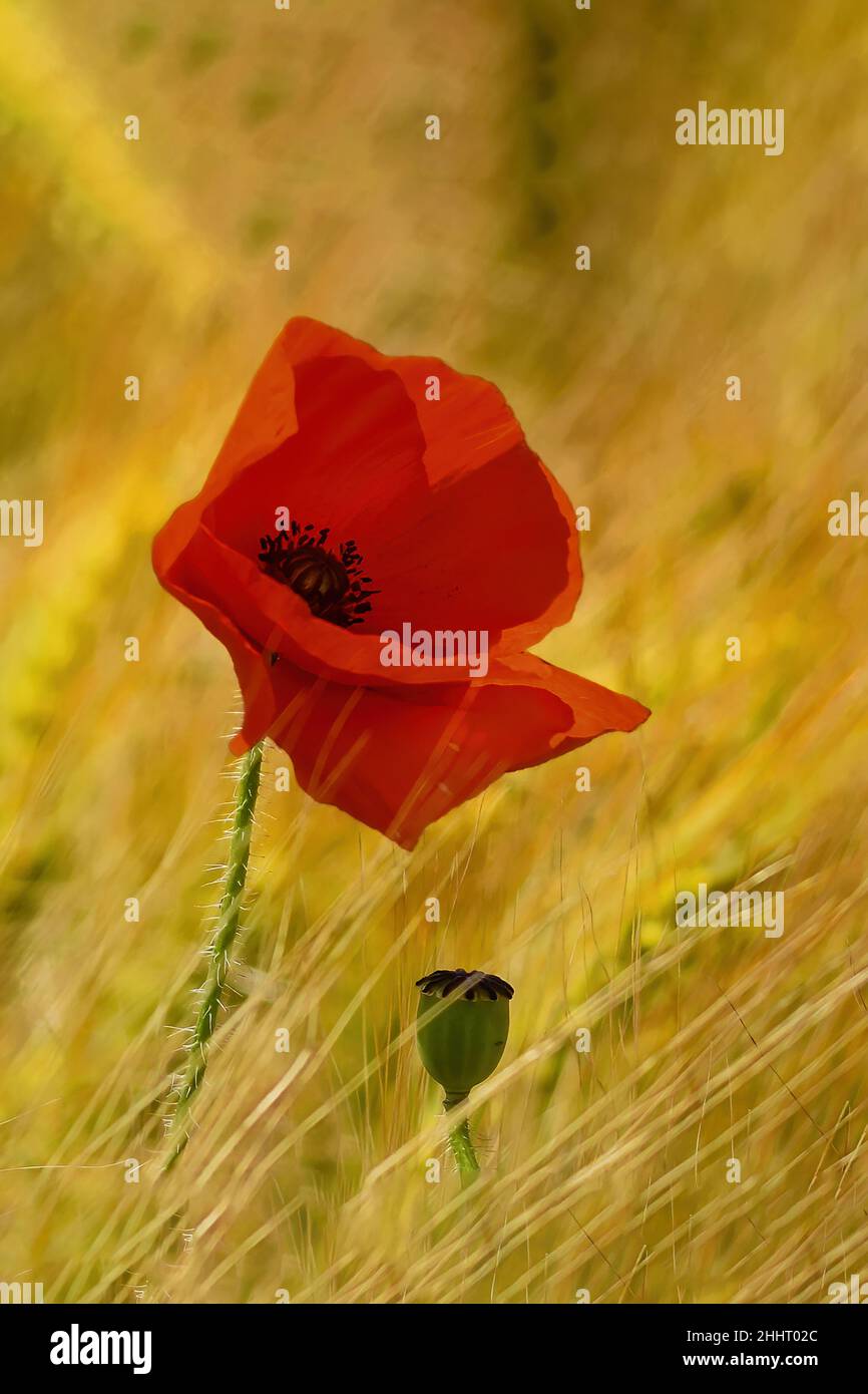 Champ de coquelicots en fleur Banque D'Images
