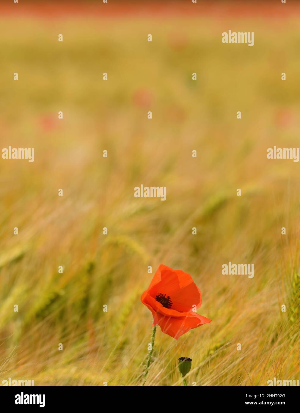 Champ de coquelicots en fleur Banque D'Images