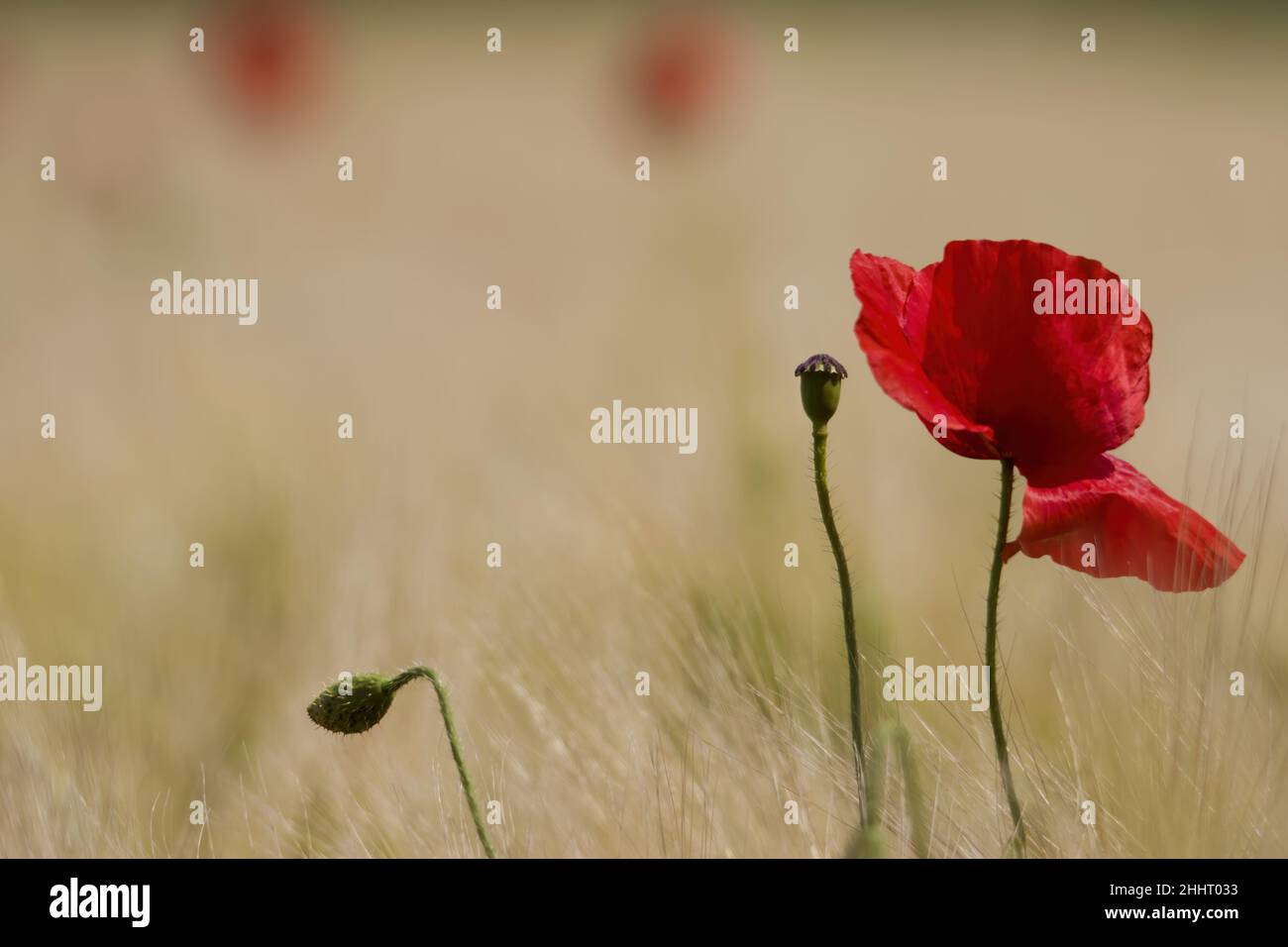 Champ de coquelicots en fleur Banque D'Images