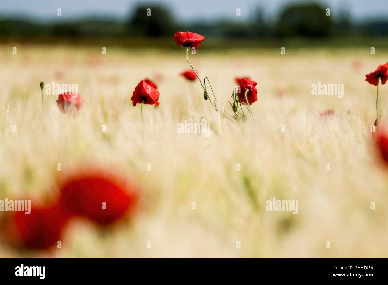 Champ de coquelicots en fleur Banque D'Images