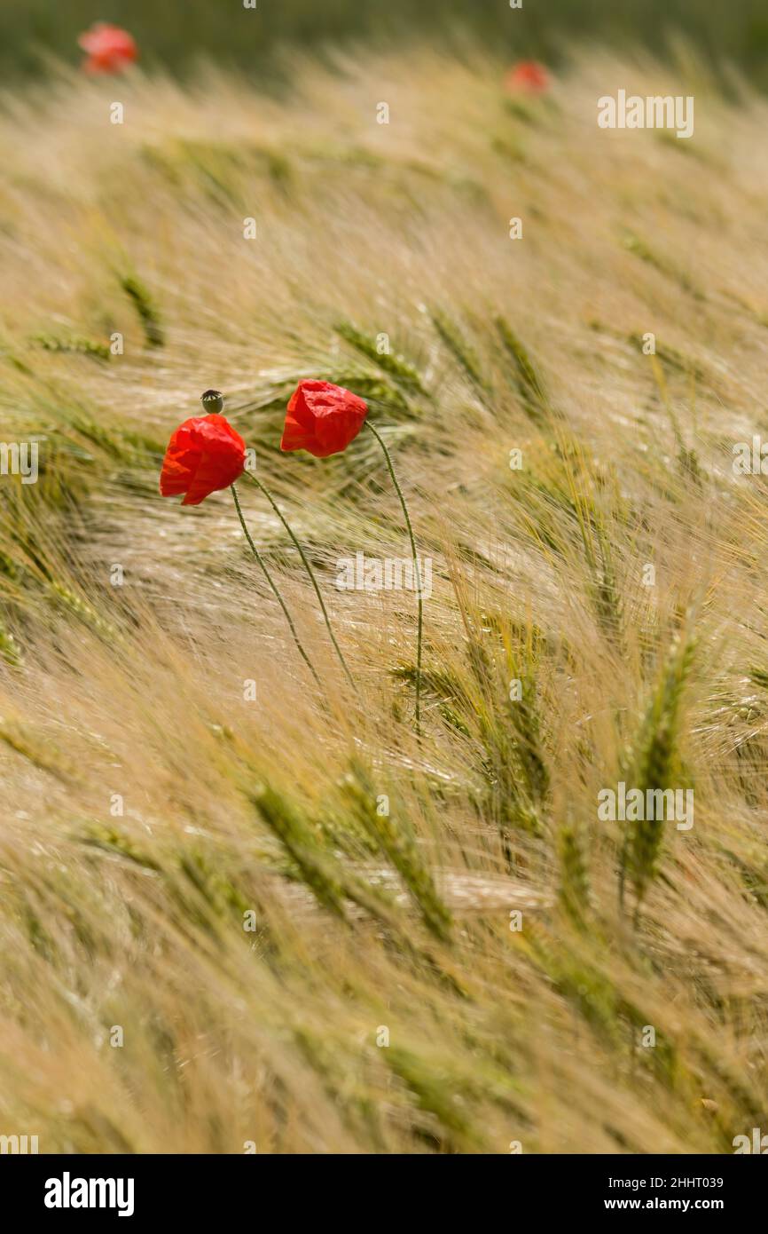 Champ de coquelicots en fleur Banque D'Images