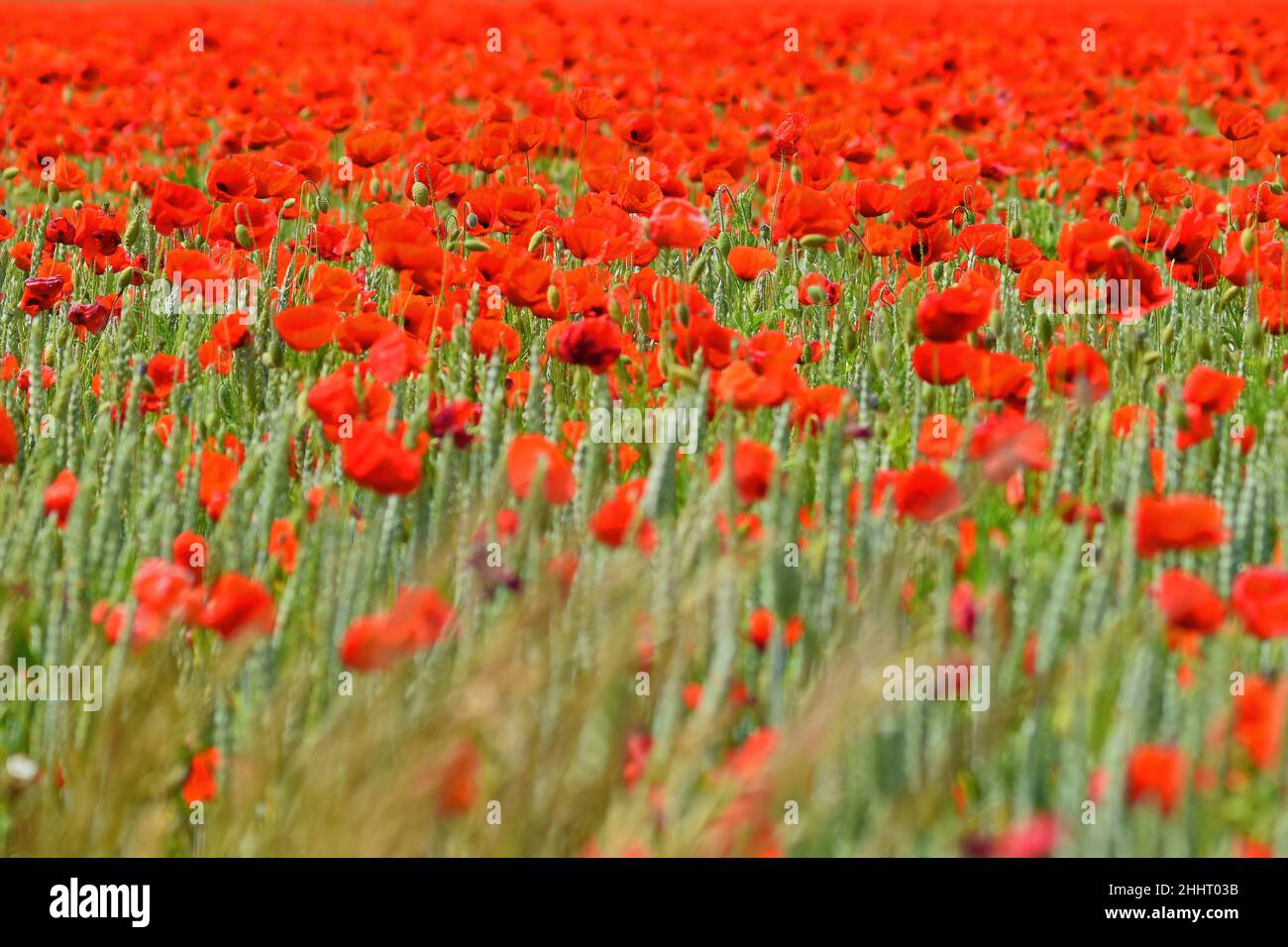 Champ de coquelicots en fleur Banque D'Images